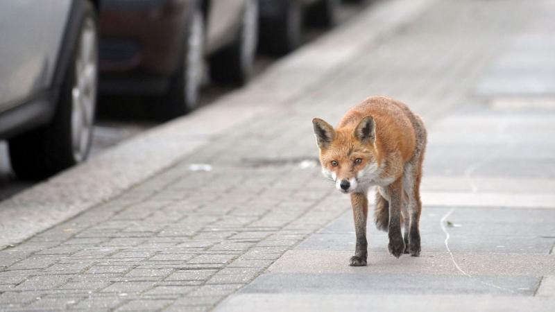 Egyre többször találkozunk rókákkal a városban - ne felejtsük el, hogy nem kedvenc háziállatunk, és nem érdemes megpróbálnunk megsimogatni őket!