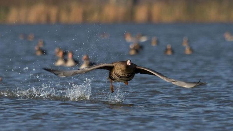 Fedezd fel a Tatai Vadlúd Sokadalom világát ezzel a hat lenyűgöző érdekességgel, amelyek garantáltan felkeltik az érdeklődésedet! Most pedig itt a válasz, hogy miért érdemes ellátogatni erre a különleges eseményre.