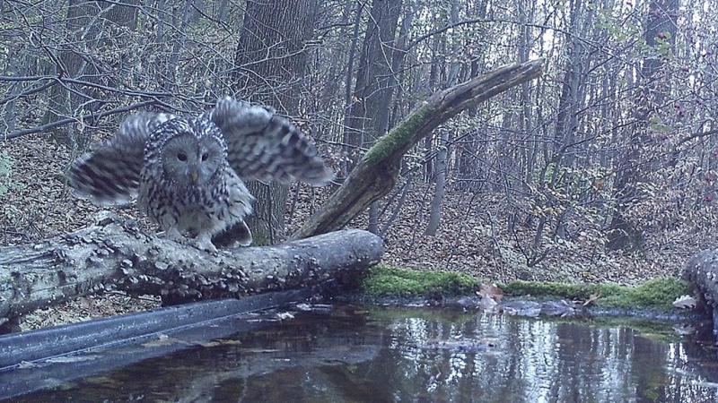 Bagolyritkaság pihent meg a Mecsek zöldellő erdeiben | Sokszínű vidéki táj