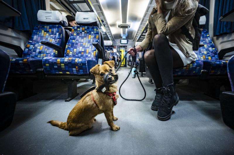 Budapesten ingyenessé válik a kutyák és kerékpárok szállítása a MÁV-csoport vonatain. Minden információt egy helyen megtalálsz - Liner.hu.