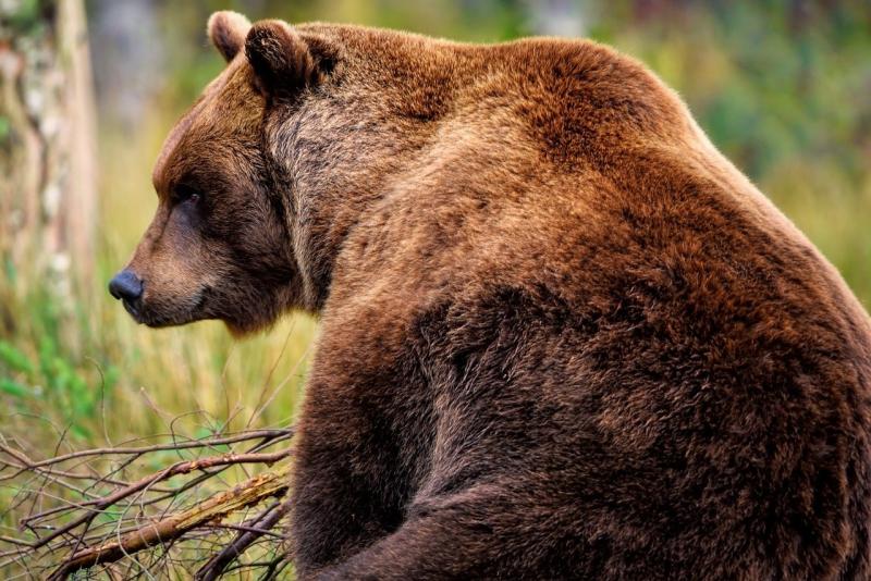 Téli álom: Minden állatnak megvan a maga sajátos szokása - Agrotrend

Ahogy a hó borítja be a tájat, a természet különböző lakói is saját módszereikkel alkalmazkodnak a hideg hónapokhoz. A tél nem csupán egy évszak, hanem egy különleges időszak, amikor az