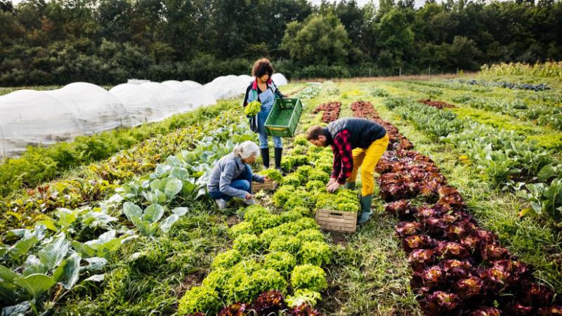 Ez jelentős előnyöket biztosíthat: a növénytermesztés új módszerei egyre népszerűbbé válnak az EU területén - Agrárszektor.