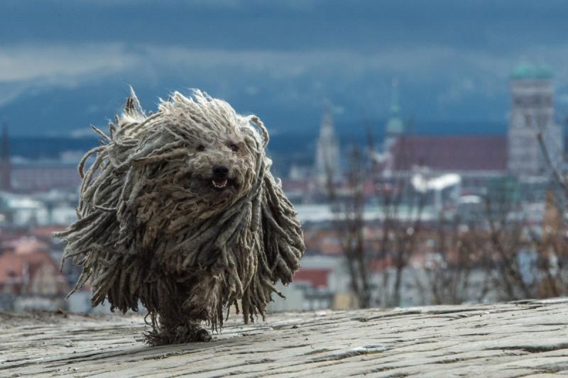Elvesztettük a világ egyik legismertebb puliját, aki nem csupán a fajtája képviselője volt, hanem a szeretet és hűség megtestesítője is.