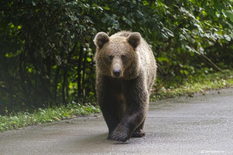 Egy újabb incidens történt a Transzfogarasi úton, ahol egy külföldi motoros szembesült egy medvével. Az eset rávilágít arra, hogy a természet közelsége nemcsak gyönyörű tájakkal, hanem váratlan kihívásokkal is jár. A motorosok számára ez a festői út nemcs
