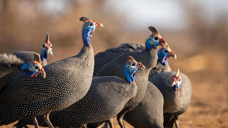 A háztáji udvar színes kavalkádja, ahol a természet hangjai egyedülálló szimfóniát alkotnak. Itt minden sarkon felfedezhetünk egy-egy meglepetést: a csicsergő madarak éneke, a szél susogása és a fűben zümmögő rovarok harmonikus egyvelege varázsolja el a l