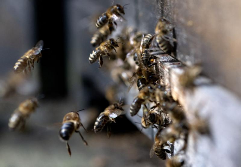 Tököl környékén nyúlós költésrothadás miatt ideiglenesen lezárták a területet.