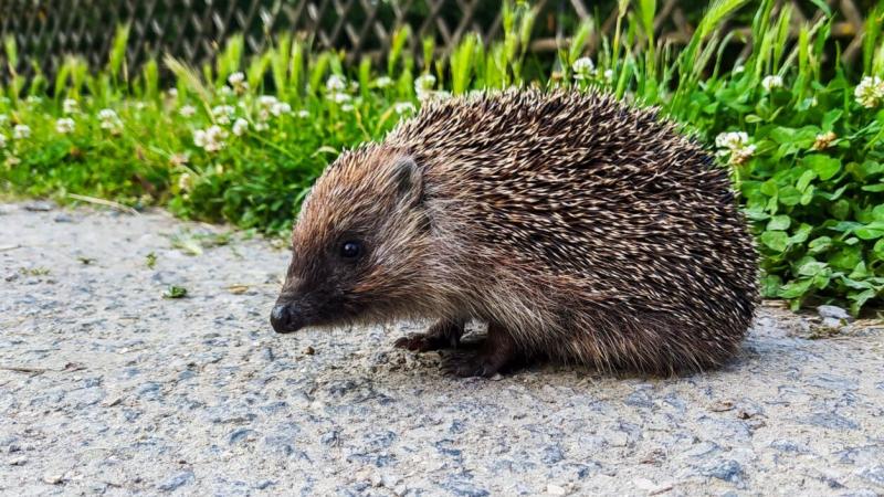 **Hogyan támogathatjuk a téli álomra készülő sünöket?**

A tél közeledtével a sünök elkezdik felkészülni a hibernálásra, ami elengedhetetlen számukra a hideg hónapok átvészeléséhez. Ebben az időszakban különösen fontos, hogy környezetünkből a lehető legjo