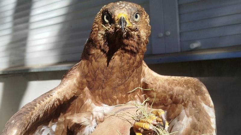 Egyedülálló ragadozó madár került biztonságba a Hortobágy lenyűgöző vidékén | National Geographic