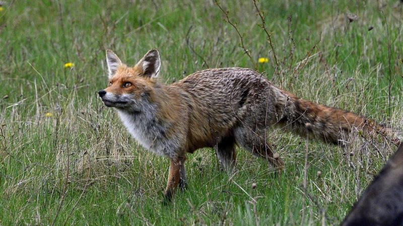 Riasztó hír érkezett hazánkból: egy új, veszélyes parazita jelent meg, és a fertőzöttek száma folyamatosan növekszik.
